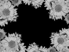Floral Frame